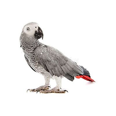 Wee Blue Coo Photo Nature Animal Bird African Grey Parrot Wall Art Print Wee Blue Coo Photo Nature Animal Bird African Grey Parrot Wall Art Print