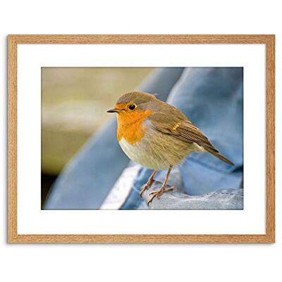 Wee Blue Coo Photo Nature Robin Bird Red Breast Framed Wall Art Print Wee Blue Coo Photo Nature Robin Bird Red Breast Framed Wall Art Print