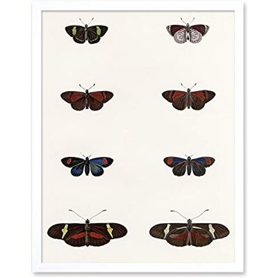 Wee Blue Coo Nature Study Humboldt Butterflies Dark Art Print Framed Poster Wall Decor 12x16 inch Wee Blue Coo Nature Study Humboldt Butterflies Dark Art Print Framed Poster Wall Decor 12x16 inch