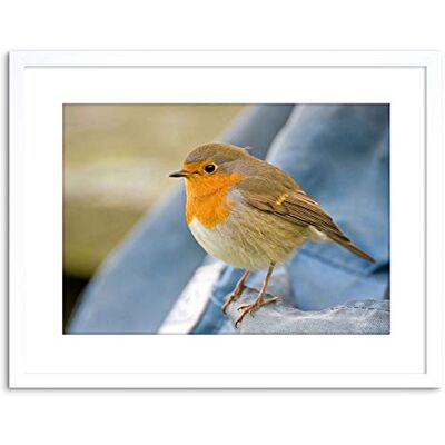 Wee Blue Coo Photo Nature Robin Bird Red Breast Framed Wall Art Print Wee Blue Coo Photo Nature Robin Bird Red Breast Framed Wall Art Print