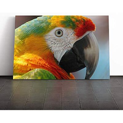 Big Box Art Macaw Parrot Bird Canvas Print Gallery Wrapped 30mm Frame Wall Art 24x16 inches Ready to Hang Modern Animals Picture Living Room Bedroom Lounge Office Big Box Art Macaw Parrot Bird Canvas Print Gallery Wrapped 30mm Frame Wall Art 24x16 inches Ready to Hang Modern Animals Picture Living Room Bedroom Lounge Office