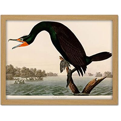 Artery8 Audubon Birds Florida Cormorant Painting Artwork Framed Wall Art Print 18X24 Inch Artery8 Audubon Birds Florida Cormorant Painting Artwork Framed Wall Art Print 18X24 Inch