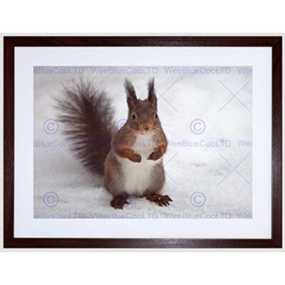 Wee Blue Coo Hungry Squirrel Red Nature Animal Snow Picture Framed Wall Art Print Wee Blue Coo Hungry Squirrel Red Nature Animal Snow Picture Framed Wall Art Print
