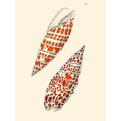 Fine Art Prints Seashell Orange Spotted Conical Art Print Canvas Premium Wall Decor Poster Fine Art Prints Seashell Orange Spotted Conical Art Print Canvas Premium Wall Decor Poster