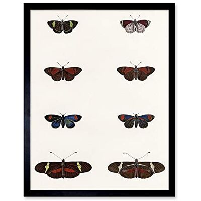 Wee Blue Coo Nature Study Humboldt Butterflies Dark Art Print Framed Poster Wall Decor 12x16 inch Wee Blue Coo Nature Study Humboldt Butterflies Dark Art Print Framed Poster Wall Decor 12x16 inch