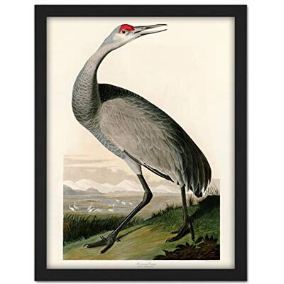 Artery8 Audubon Birds Crane Nature Painting Artwork Framed Wall Art Print 18X24 Inch Artery8 Audubon Birds Crane Nature Painting Artwork Framed Wall Art Print 18X24 Inch