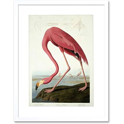 Wee Blue Coo Painting Nature Audubon American Flamingo Picture Framed Wall Art Print Wee Blue Coo Painting Nature Audubon American Flamingo Picture Framed Wall Art Print