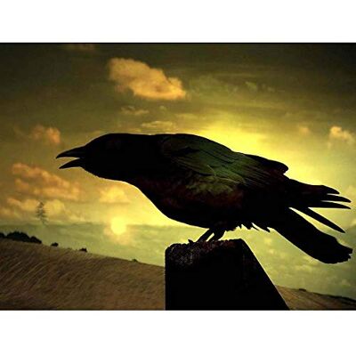 Wee Blue Coo Nature Raven Silhouette Black Bird Art Print Poster Wall Decor 12X16 Inch Wee Blue Coo Nature Raven Silhouette Black Bird Art Print Poster Wall Decor 12X16 Inch