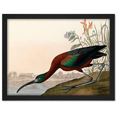 Artery8 Audubon Birds Glossy Ibis Painting Artwork Framed Wall Art Print 18X24 Inch Artery8 Audubon Birds Glossy Ibis Painting Artwork Framed Wall Art Print 18X24 Inch