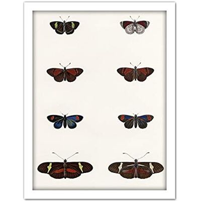 Wee Blue Coo Nature Study Humboldt Butterflies Dark Artwork Framed Wall Art Print 18X24 Inch Wee Blue Coo Nature Study Humboldt Butterflies Dark Artwork Framed Wall Art Print 18X24 Inch