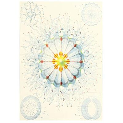 Wee Blue Coo Nature Medusae Ernst Haeckel Science B Wall Art Print Wee Blue Coo Nature Medusae Ernst Haeckel Science B Wall Art Print