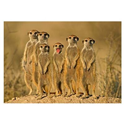 Wee Blue Coo Photo Nature Animal Cute Suricate Meerkat Family Wall Art Print Wee Blue Coo Photo Nature Animal Cute Suricate Meerkat Family Wall Art Print