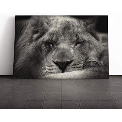 Big Box Art Sleeping Lion Canvas Print Gallery Wrapped 30mm Frame Wall Art 30x20 inches Ready to Hang Modern Animals Picture Living Room Bedroom Lounge Office Big Box Art Sleeping Lion Canvas Print Gallery Wrapped 30mm Frame Wall Art 30x20 inches Ready to Hang Modern Animals Picture Living Room Bedroom Lounge Office