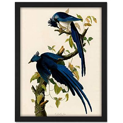 Artery8 Audubon Birds Columbia Jay Painting Artwork Framed Wall Art Print 18X24 Inch Artery8 Audubon Birds Columbia Jay Painting Artwork Framed Wall Art Print 18X24 Inch