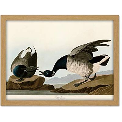 Artery8 Audubon Birds America Brant Goose Artwork Framed Wall Art Print 18X24 Inch Artery8 Audubon Birds America Brant Goose Artwork Framed Wall Art Print 18X24 Inch