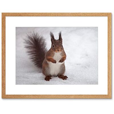 Wee Blue Coo Hungry Squirrel Red Nature Animal Snow Picture Framed Wall Art Print Wee Blue Coo Hungry Squirrel Red Nature Animal Snow Picture Framed Wall Art Print