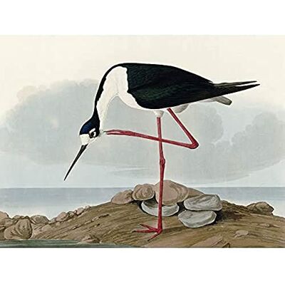 Artery8 Audubon Birds Long Leg Avocet Painting Art Print Canvas Premium Wall Decor Poster Mural Artery8 Audubon Birds Long Leg Avocet Painting Art Print Canvas Premium Wall Decor Poster Mural