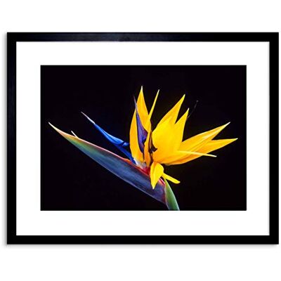 Wee Blue Coo PHOTO NATURE PLANT FLOWER BIRD PARADISE EXOTIC BEAUTIFUL FRAMED PRINT F97X4246 Wee Blue Coo PHOTO NATURE PLANT FLOWER BIRD PARADISE EXOTIC BEAUTIFUL FRAMED PRINT F97X4246