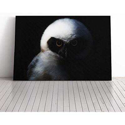 Big Box Art Spectacled Owl Bird Canvas Print Gallery Wrapped 30mm Frame Wall Art 30x20 inches Ready to Hang Modern Animals Picture Living Room Bedroom Lounge Office Big Box Art Spectacled Owl Bird Canvas Print Gallery Wrapped 30mm Frame Wall Art 30x20 inches Ready to Hang Modern Animals Picture Living Room Bedroom Lounge Office