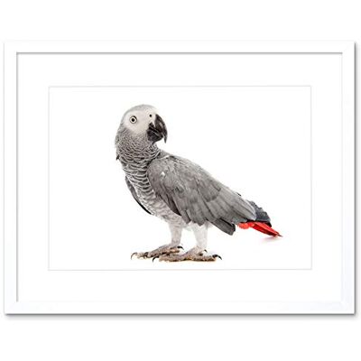 Wee Blue Coo Photo Nature Animal Bird African Grey Parrot Framed Wall Art Print Wee Blue Coo Photo Nature Animal Bird African Grey Parrot Framed Wall Art Print