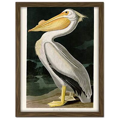 Artery8 Audubon Birds White Pelican Painting Artwork Framed Wall Art Print 18X24 Inch Artery8 Audubon Birds White Pelican Painting Artwork Framed Wall Art Print 18X24 Inch