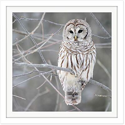 Fine Art Prints Mdf Barred Owl Bird Tree Nature Photo Square Wooden Framed Wall Art Print Picture 16X16 Inch Fine Art Prints Mdf Barred Owl Bird Tree Nature Photo Square Wooden Framed Wall Art Print Picture 16X16 Inch
