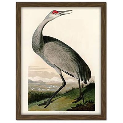 Artery8 Audubon Birds Crane Nature Painting Artwork Framed Wall Art Print 18X24 Inch Artery8 Audubon Birds Crane Nature Painting Artwork Framed Wall Art Print 18X24 Inch