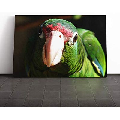 Big Box Art Parrot Bird (2) Canvas Print Gallery Wrapped 30mm Frame Wall Art 30x20 inches Ready to Hang Modern Animals Picture Living Room Bedroom Lounge Office Big Box Art Parrot Bird (2) Canvas Print Gallery Wrapped 30mm Frame Wall Art 30x20 inches Ready to Hang Modern Animals Picture Living Room Bedroom Lounge Office