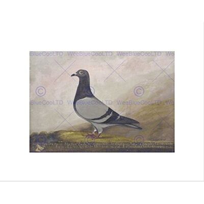 Wee Blue Coo Painting Animal Pigeon Dove Birds Art Picture Wall Art Print Wee Blue Coo Painting Animal Pigeon Dove Birds Art Picture Wall Art Print