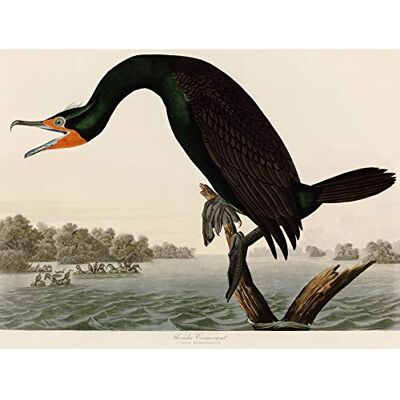 Artery8 Audubon Birds Florida Cormorant Painting Large Wall Art Poster Print Thick Paper 18X24 Inch Artery8 Audubon Birds Florida Cormorant Painting Large Wall Art Poster Print Thick Paper 18X24 Inch
