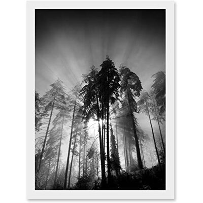 Artery8 - Trees Light Fog Moonlit Forest - A4 - Framed - Artwork Artery8 - Trees Light Fog Moonlit Forest - A4 - Framed - Artwork