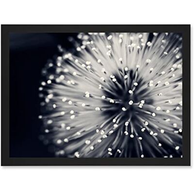Artery8 - Photo Nature Plant Flower - Black White - A4 - Wall Art Artery8 - Photo Nature Plant Flower - Black White - A4 - Wall Art