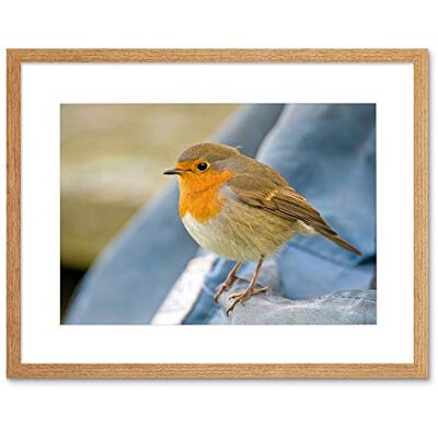 Wee Blue Coo Photo Nature Robin Bird Red Breast Framed Wall Art Print Wee Blue Coo Photo Nature Robin Bird Red Breast Framed Wall Art Print