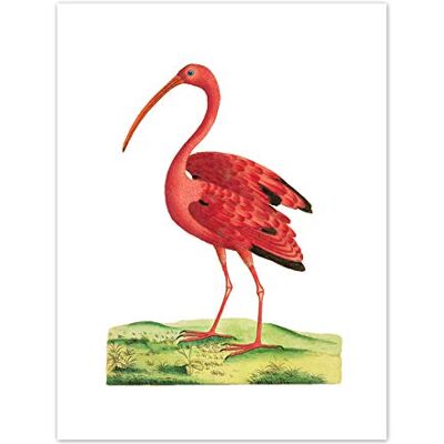 Fine Art Prints Bird Scarlet Ibis Art Print Canvas Premium Wall Decor Poster Fine Art Prints Bird Scarlet Ibis Art Print Canvas Premium Wall Decor Poster