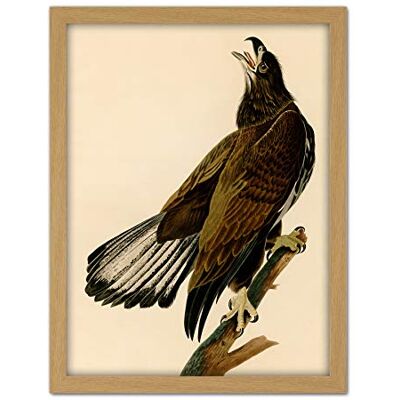Artery8 Audubon Birds Eagle White Head Painting Artwork Framed Wall Art Print 18X24 Inch Artery8 Audubon Birds Eagle White Head Painting Artwork Framed Wall Art Print 18X24 Inch