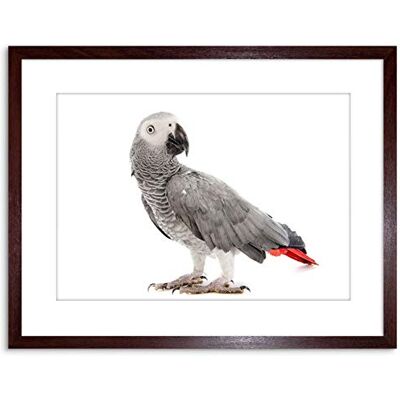 Wee Blue Coo Photo Nature Animal Bird African Grey Parrot Framed Wall Art Print Wee Blue Coo Photo Nature Animal Bird African Grey Parrot Framed Wall Art Print