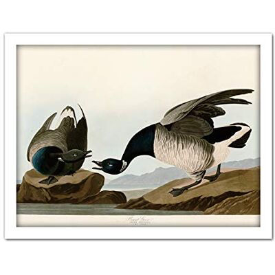 Artery8 Audubon Birds America Brant Goose Artwork Framed Wall Art Print 18X24 Inch Artery8 Audubon Birds America Brant Goose Artwork Framed Wall Art Print 18X24 Inch