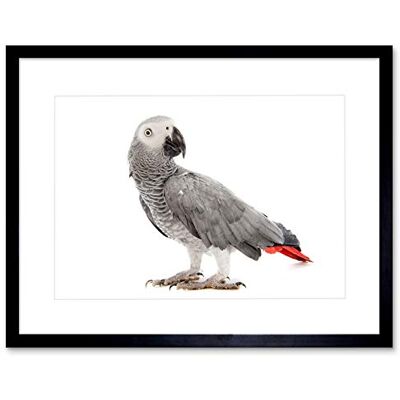 Wee Blue Coo Photo Nature Animal Bird African Grey Parrot Framed Wall Art Print Wee Blue Coo Photo Nature Animal Bird African Grey Parrot Framed Wall Art Print