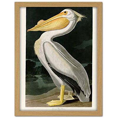 Artery8 Audubon Birds White Pelican Painting Artwork Framed Wall Art Print 18X24 Inch Artery8 Audubon Birds White Pelican Painting Artwork Framed Wall Art Print 18X24 Inch