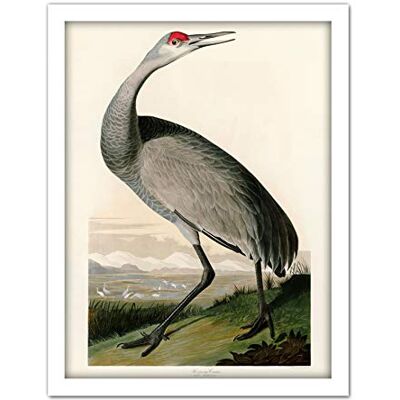 Artery8 Audubon Birds Crane Nature Painting Artwork Framed Wall Art Print 18X24 Inch Artery8 Audubon Birds Crane Nature Painting Artwork Framed Wall Art Print 18X24 Inch