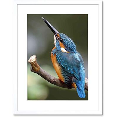 Wee Blue Coo Photo Nature Animal Bird Kingfisher Colourful Framed Wall Art Print Wee Blue Coo Photo Nature Animal Bird Kingfisher Colourful Framed Wall Art Print