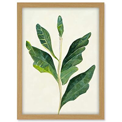 Doppelganger33 LTD Detail Of Rubber Fig Plant Botanical Illustration Artwork Framed A3 Wall Art Print Doppelganger33 LTD Detail Of Rubber Fig Plant Botanical Illustration Artwork Framed A3 Wall Art Print