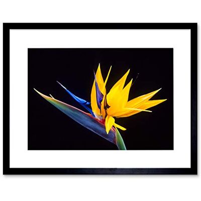Wee Blue Coo Nature Plant Flower Bird Paradise Exotic Beautiful Framed Wall Art Print Wee Blue Coo Nature Plant Flower Bird Paradise Exotic Beautiful Framed Wall Art Print