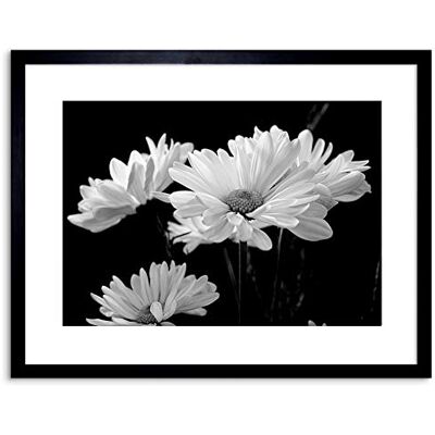 Wee Blue Coo NATURE FLOWERS DAISY BLACK WHITE FRAMED ART PRINT POSTER F97X12355 Wee Blue Coo NATURE FLOWERS DAISY BLACK WHITE FRAMED ART PRINT POSTER F97X12355