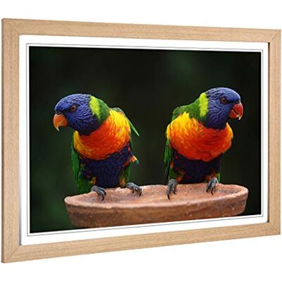 Big Box Art Framed Print of Rainbow Lorikeet Parrot Birds Design Wall Art Picture Home Decor for Kitchen, Living, Dining Room, Bedroom, Hallway, Office, Oak, A2 / 24.5x18 Inch / 62x45cm Big Box Art Framed Print of Rainbow Lorikeet Parrot Birds Design Wall Art Picture Home Decor for Kitchen, Living, Dining Room, Bedroom, Hallway, Office, Oak, A2 / 24.5x18 Inch / 62x45cm