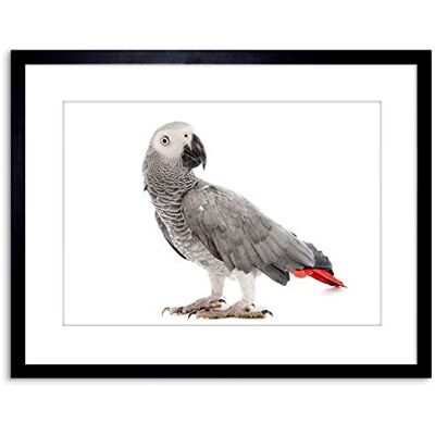 Wee Blue Coo Photo Nature Animal Bird African Grey Parrot Framed Wall Art Print Wee Blue Coo Photo Nature Animal Bird African Grey Parrot Framed Wall Art Print