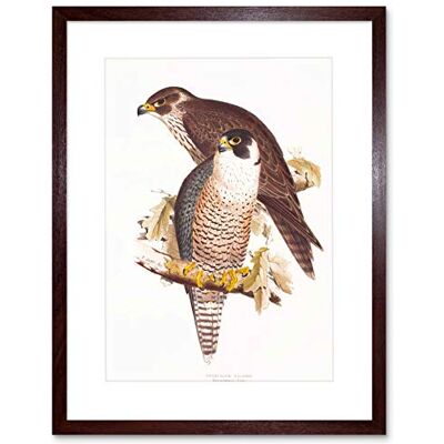 Wee Blue Coo Painting Birds Gould Lear Peregrine Falcon Pair Framed Wall Art Print Wee Blue Coo Painting Birds Gould Lear Peregrine Falcon Pair Framed Wall Art Print
