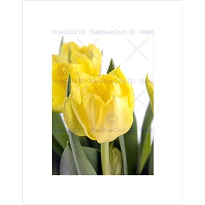 Wee Blue Coo Photo Nature Flower Plant Yellow Tulip Petal Cool Wall Art Print Wee Blue Coo Photo Nature Flower Plant Yellow Tulip Petal Cool Wall Art Print