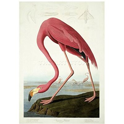 Wee Blue Coo Painting Nature Audubon American Flamingo Picture Wall Art Print Wee Blue Coo Painting Nature Audubon American Flamingo Picture Wall Art Print