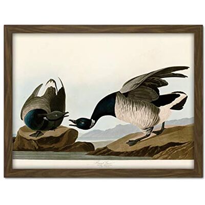 Artery8 Audubon Birds America Brant Goose Artwork Framed Wall Art Print 18X24 Inch Artery8 Audubon Birds America Brant Goose Artwork Framed Wall Art Print 18X24 Inch